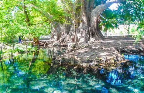  El Canto del Arbol Milenario: Un Viaje Sonoro de Serenidad y Misterio a Través de Armonías Celestiales